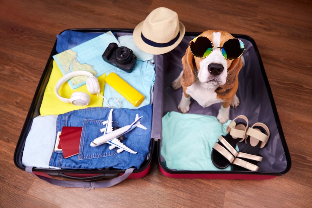 Traveling With a Pet: Coverage Across Borders