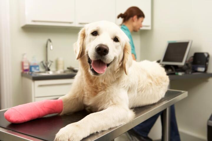 Why Your Vet's Records Decide the Claim, Not Your Description