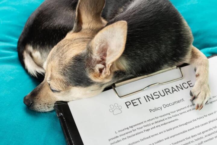 Is Pet Insurance Worth It? A Cost-Benefit Analysis for 2026