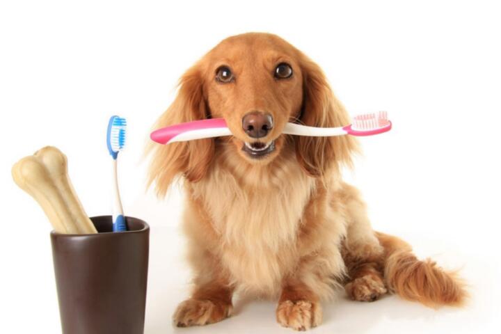 How to File a Pet Insurance Claim and Get Reimbursed Faster