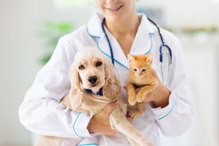 Emergency Vet Visits: How Insurance Handles Unexpected Surgery