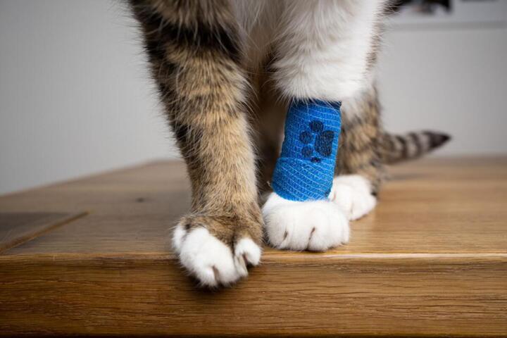 Pet Insurance Waiting Period: Coverage Activation Rules